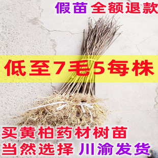川渝黄柏树苗厚皮中药材黄柏黄皮树苗剥皮卖南北方种植满50棵包邮