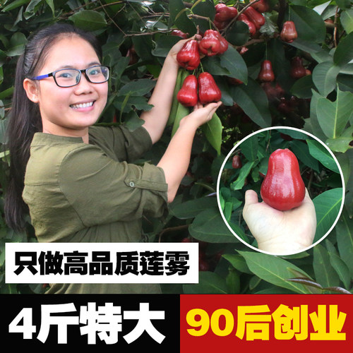 琼果汇三亚莲雾超好吃特大黑金刚
