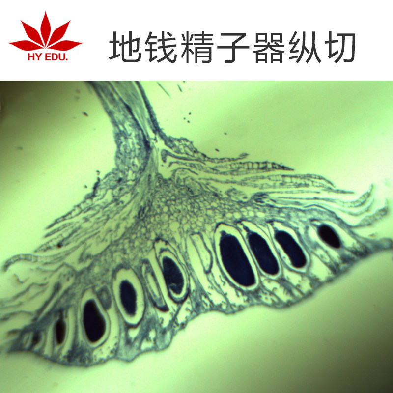 地钱精子生物切片植物类玻璃载玻片儿童科学启蒙成像清晰红叶出品