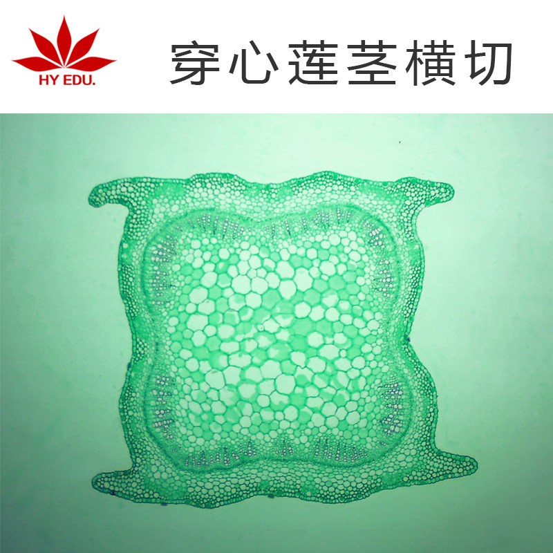 穿心莲茎横切 显微镜观察植物细胞类生物切片  学生实验