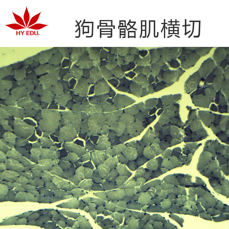 狗骨骼肌横切生物切片 动物组织细胞载玻片 生物实验切片生产厂家