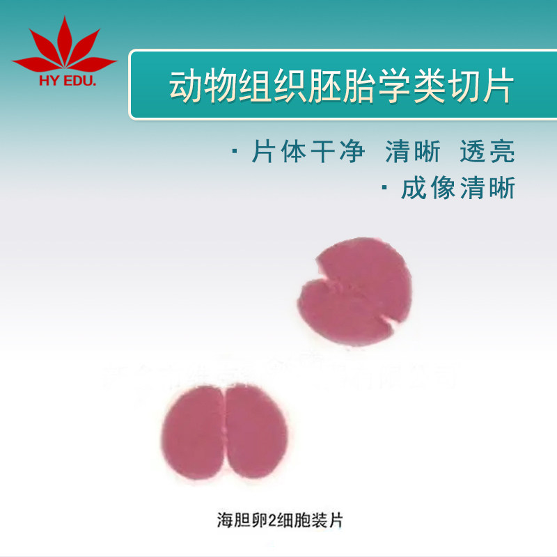 动物组织胚胎类海星卵胚期装片显微镜玻片高教教学成像清晰