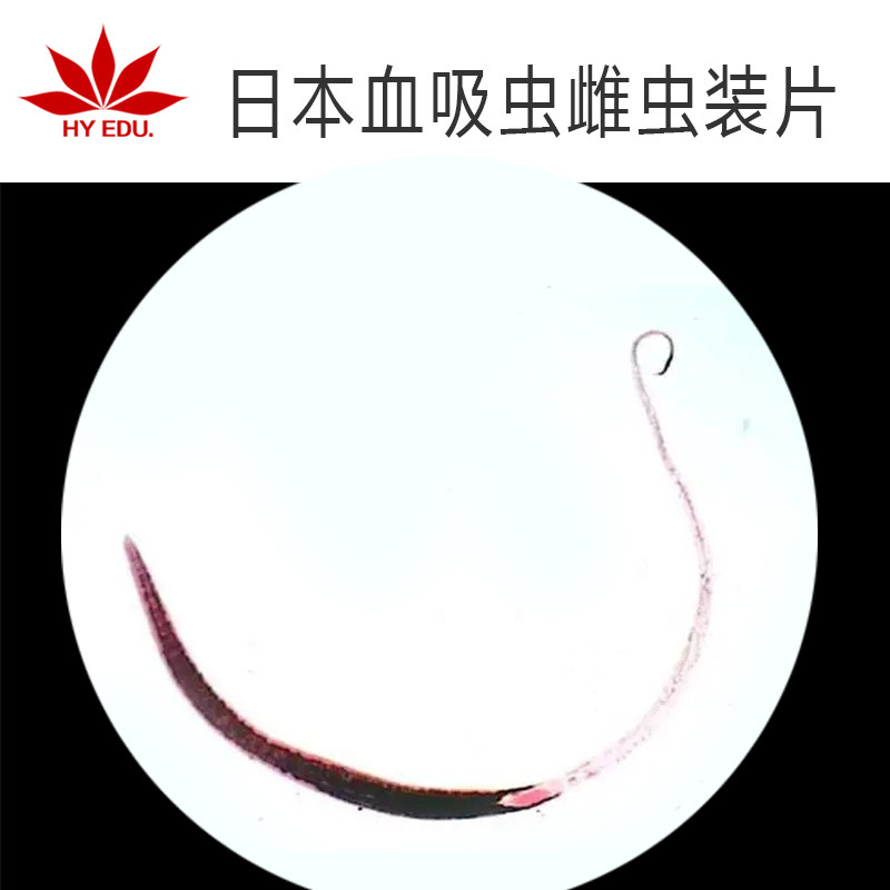 寄生虫类 日本血吸虫雌虫装片 显微镜生物玻片高教教学 成像清晰