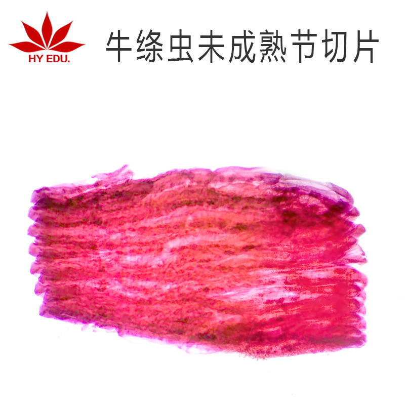 寄生虫类牛绦虫未成熟节切片显微镜生物玻片高教教学成像清晰