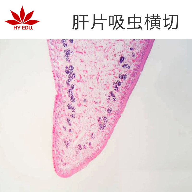 寄生虫类 肝片吸虫横切  显微镜生物玻片 高教教学 成像清晰 红叶