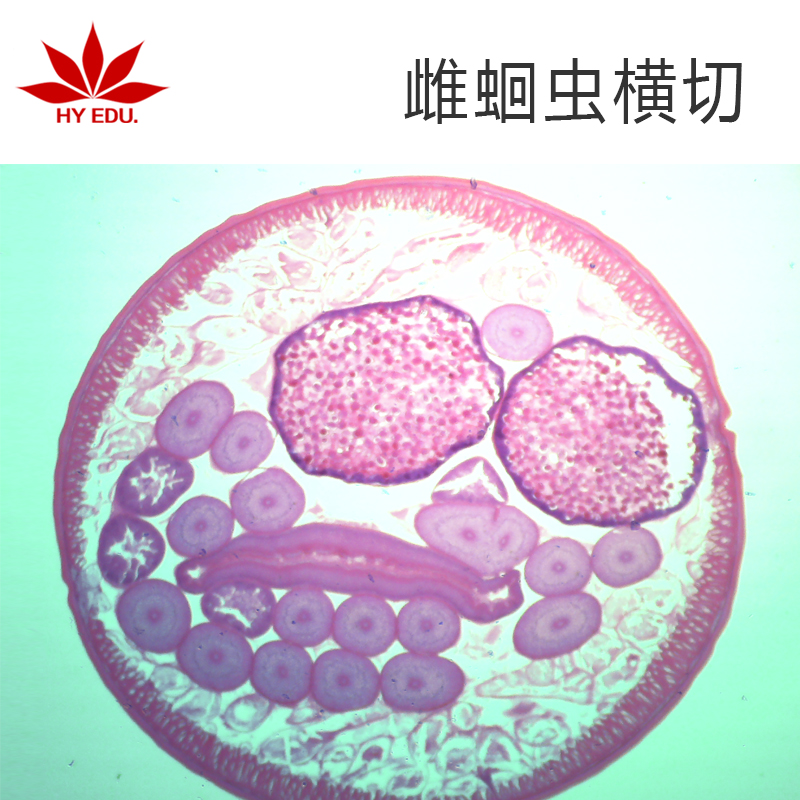 寄生虫类雌蛔虫横切显微镜生物玻片高教教学成像清晰红叶教仪