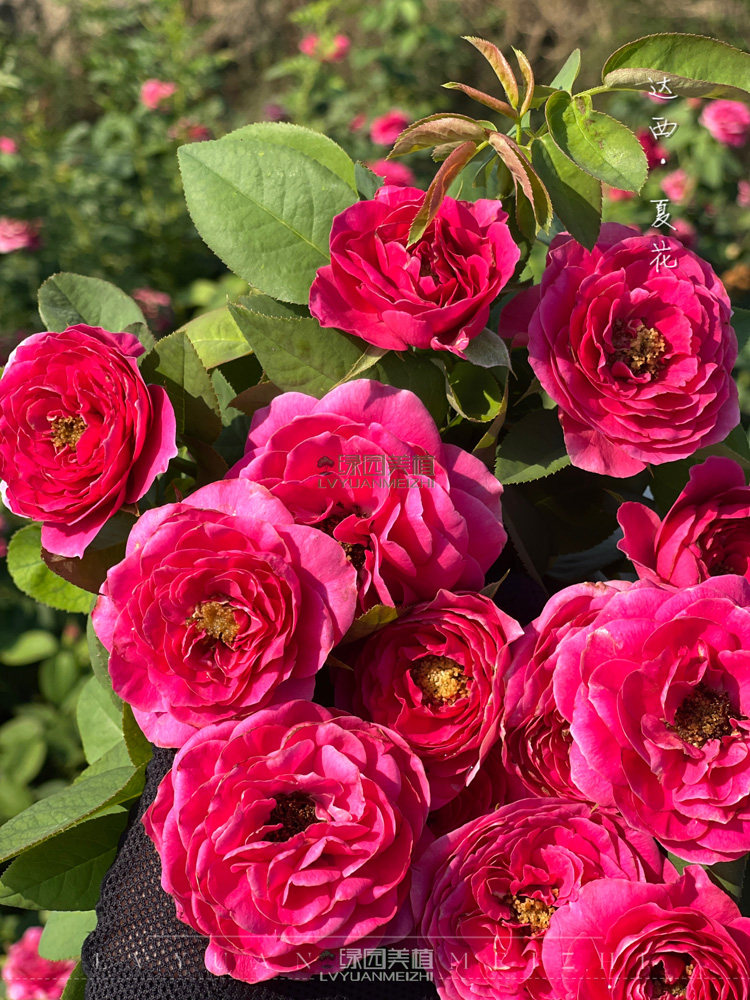 绿园美植 | 达西 奥斯汀切花月季红色玫瑰耐开直立庭院阳台盆栽