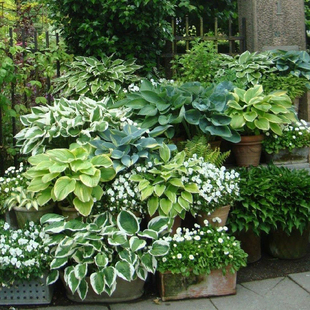 玉簪观叶观花多年生宿根阳台庭院花园景观植物耐荫耐寒 绿园美植