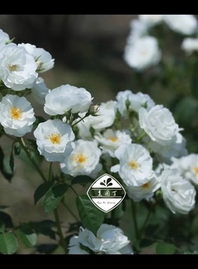 老园丁六升月季一物一拍