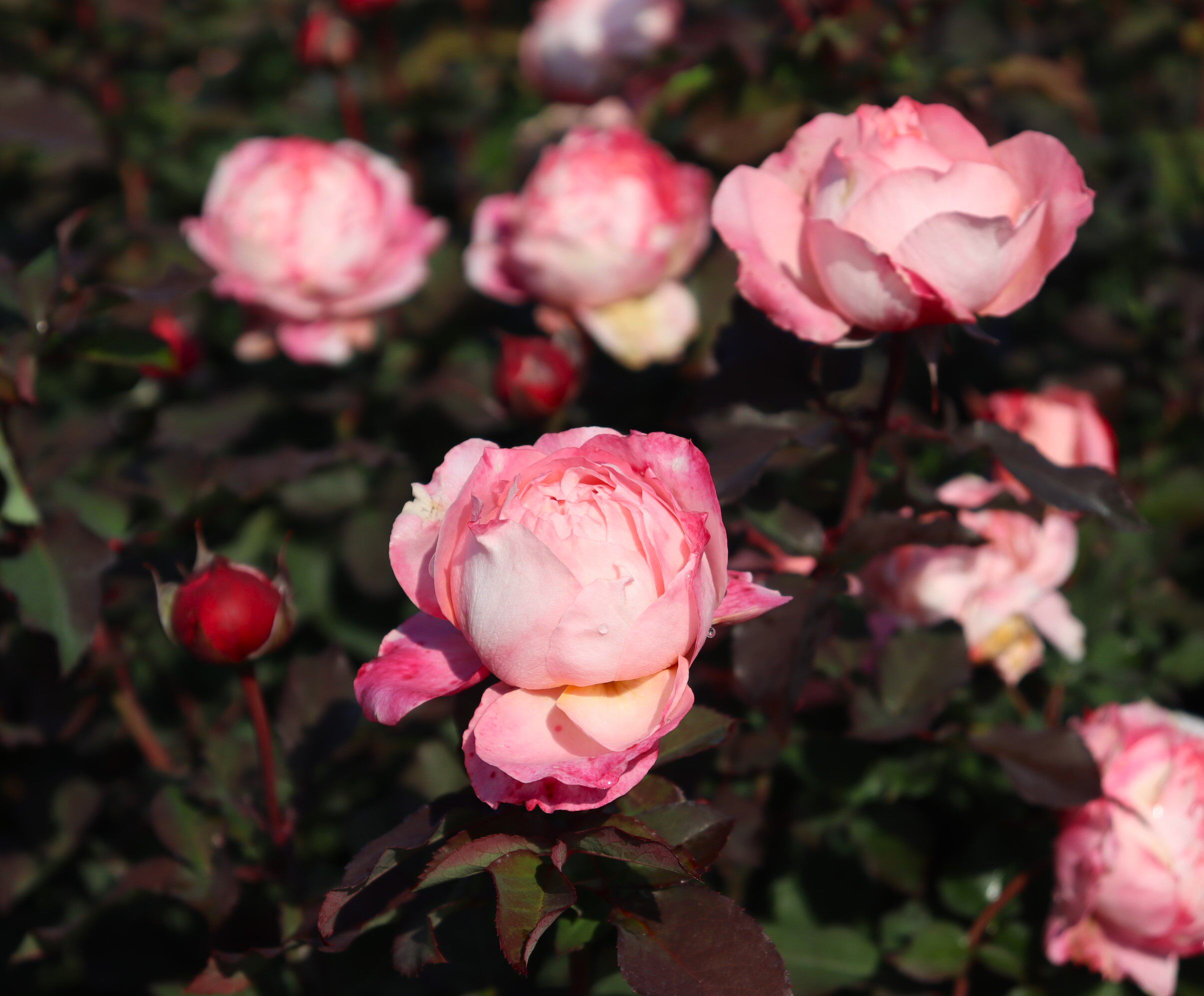 绿园美植 | 朱丽叶塔 切花月季粉色玫瑰耐开直立庭院阳台盆