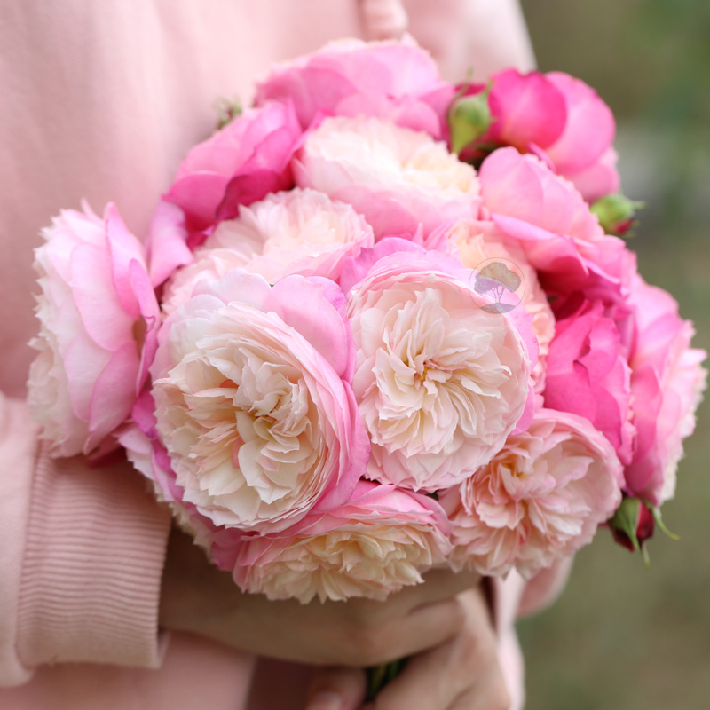 老园丁奥斯汀藤本月季浓香抗病