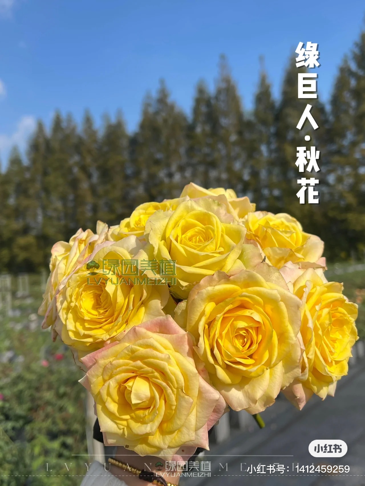 绿园美植 | 绿巨人 黄绿色切花月季耐开花期长粗壮直立庭院盆栽