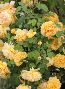 黄金庆典 奥斯汀黄色经典藤本月季大花庭院盆栽花墙拱门爬藤