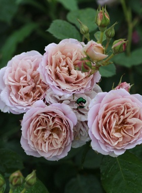 绿园美植 | 庵 国枝启司丰花月季茶褐色抗病丰花勤花庭院阳台盆栽