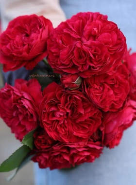 绿园美植 | 红色达芬奇 红色灌木月季无香耐热耐开耐雨淋庭院盆栽