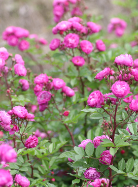 绿园美植 | 葡萄园之歌 丰花灌木月季紫色浓香抗病耐热阳台盆栽