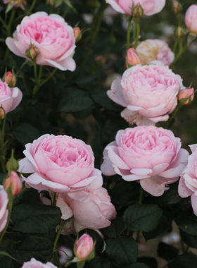 绿园美植 | 权杖之岛 灌木月季粉色浓香抗病耐开直立庭院阳台盆栽