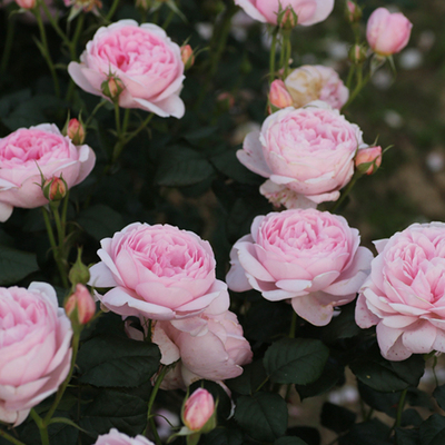 权杖之岛奥斯汀灌木月季绿园美植