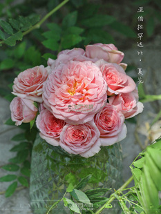 绿园美植 |亚伯拉罕达比 藤本月季橙粉浓香抗病庭院盆栽花墙拱门
