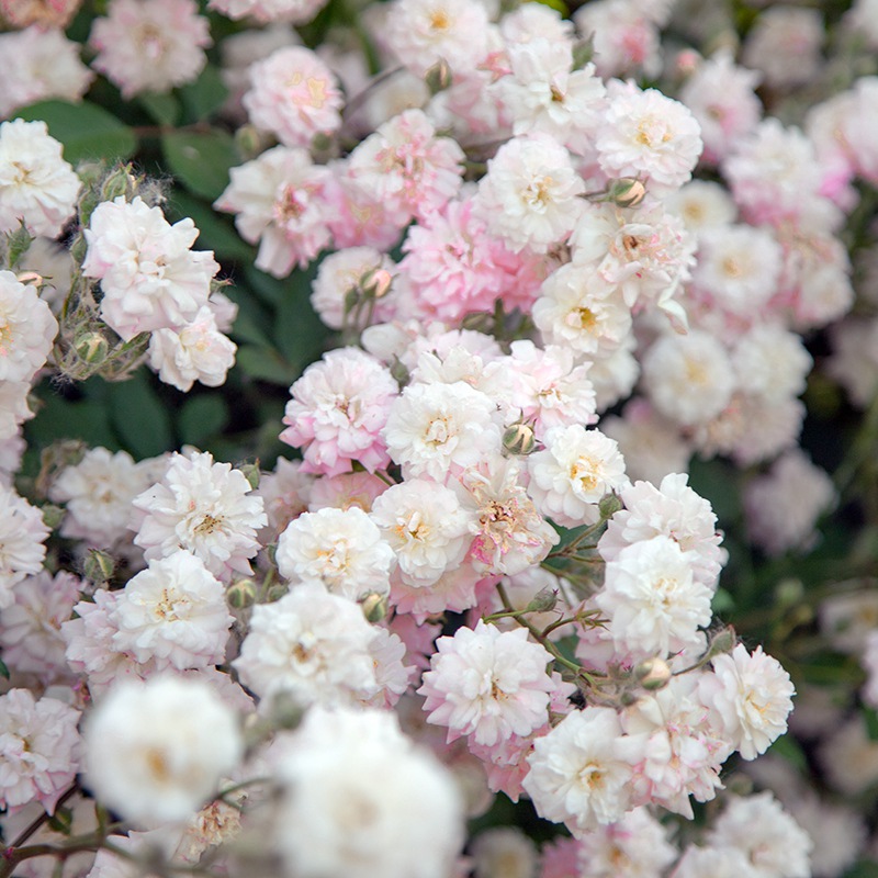 呼吸香水多季浓香爬藤月季