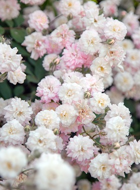 绿园美植 呼吸香水 多季粉白色丰花浓香爬藤月季庭院拱门栅栏