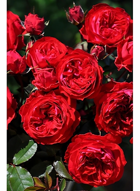 绿园美植 | 我的玫瑰 木村灌木月季红色丰花勤花耐开抗病庭院盆栽