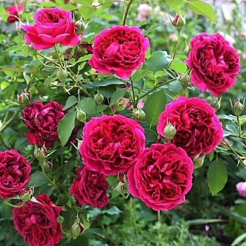 老园丁莎士比亚2000灌木月季