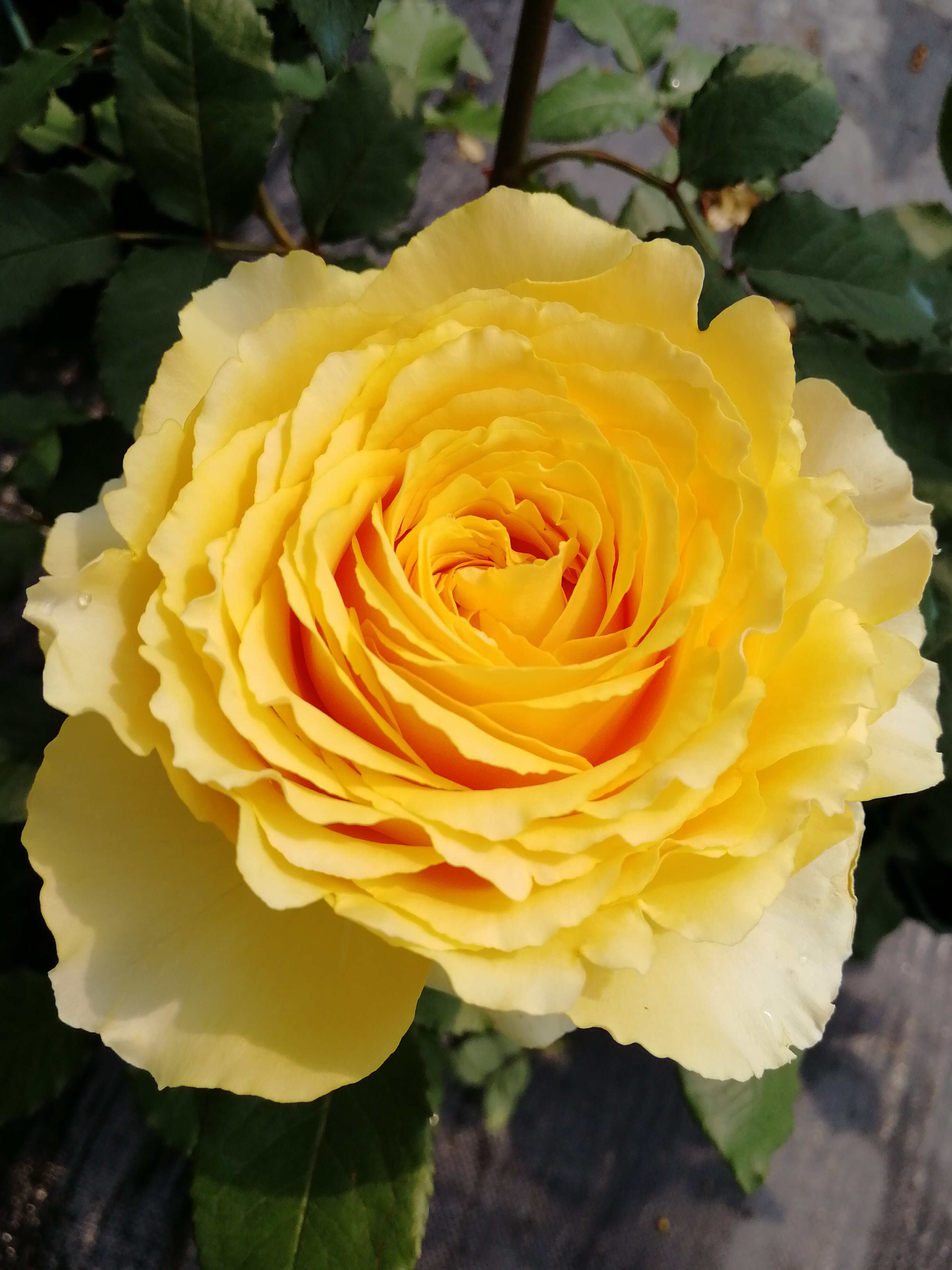 绿园美植 | 小黄鸡 切花月季黄色大花耐开直立庭院阳台盆栽苗