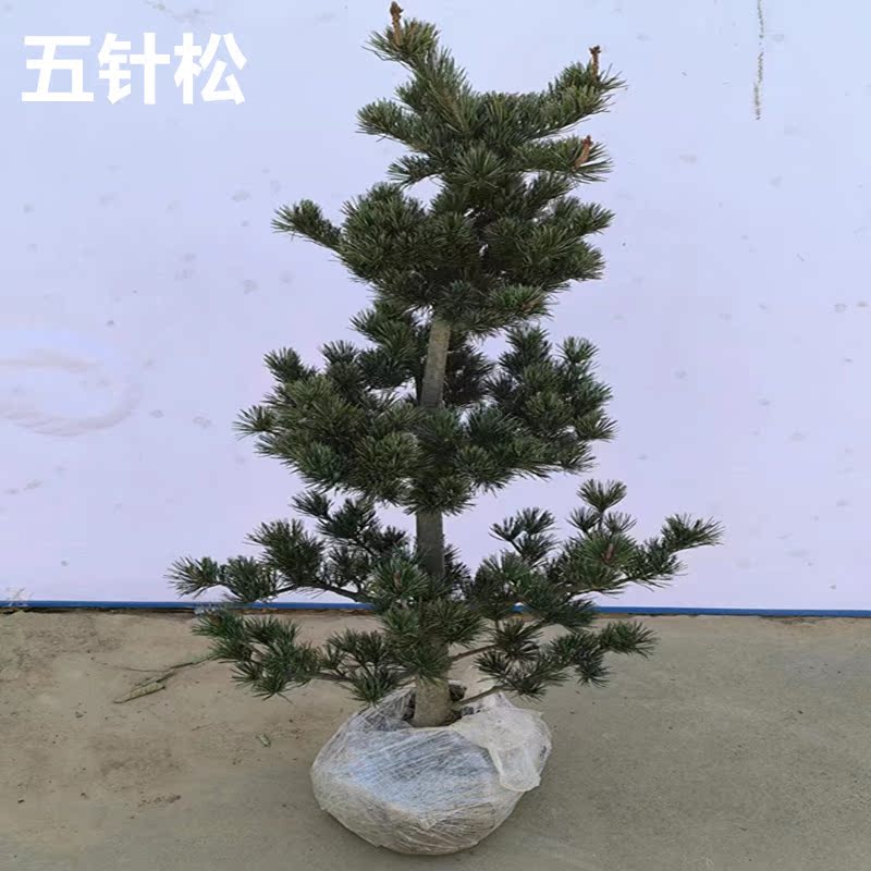 五针松盆栽地栽大苗盆景