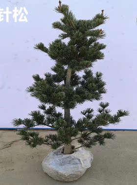 五针松盆栽地栽大苗盆景苗精品造型宫岛杨梅金针大阪松