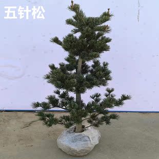 五针松盆栽地栽大苗盆景苗精品造型宫岛杨梅金针大阪松