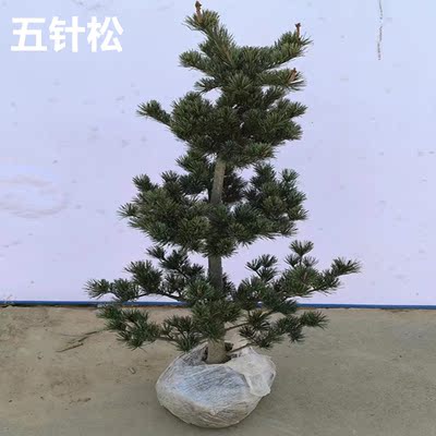 五针松盆栽地栽大苗盆景