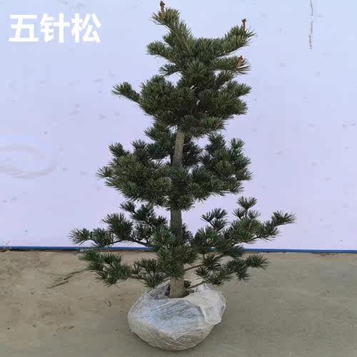 五针松盆栽地栽大苗盆景