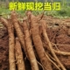 偏小偏小偏小大凉山新鲜 高原湿甜当归现挖小当归粉糯煲汤蔬菜3斤