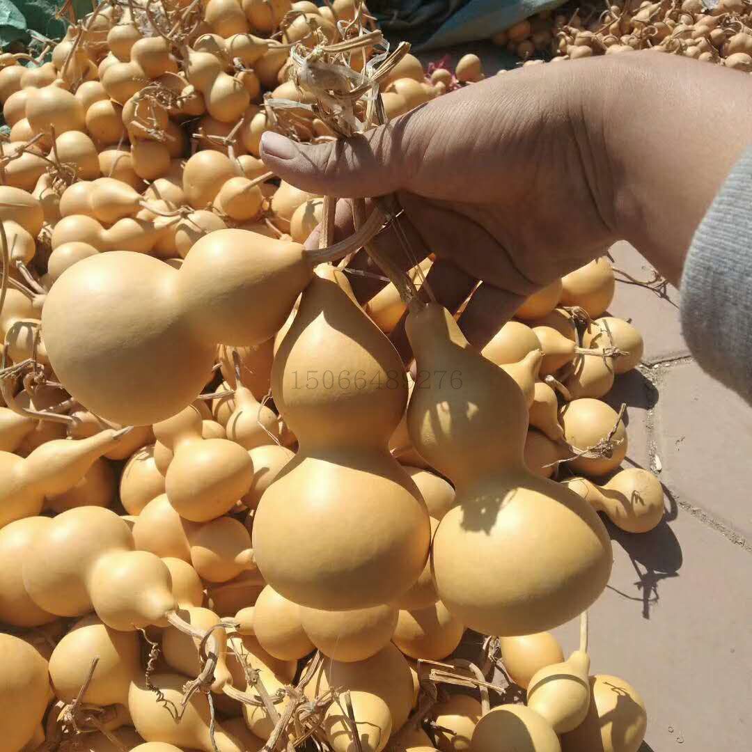 聊城天然亚腰工艺葫芦 烙画素材新手练手用地摊庙会葫芦产地直销,特色手工艺,葫芦,淘宝优惠券,粉丝福利购,淘宝优惠卷