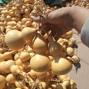 聊城天然亚腰工艺葫芦 烙画素材新手练手用地摊庙会葫芦产地直销