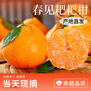 四川春见耙耙柑时令新鲜水果当季整箱正宗丑柑橘子10斤桔子粑粑柑