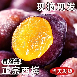 西梅5斤新鲜水果当季整箱李子法兰西应季正宗蓝蜜大西梅时令现货