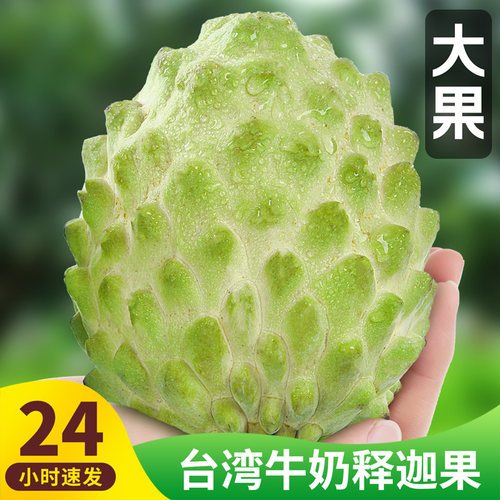 番荔枝英语价格 番荔枝英语图片 星期三