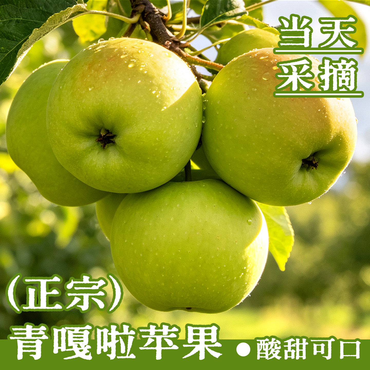脆爽清甜,今年头茬青苹果