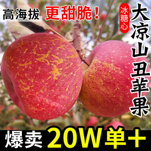 大凉山丑苹果冰糖心水果新鲜当季整箱10斤包邮盐源四川红富士平果