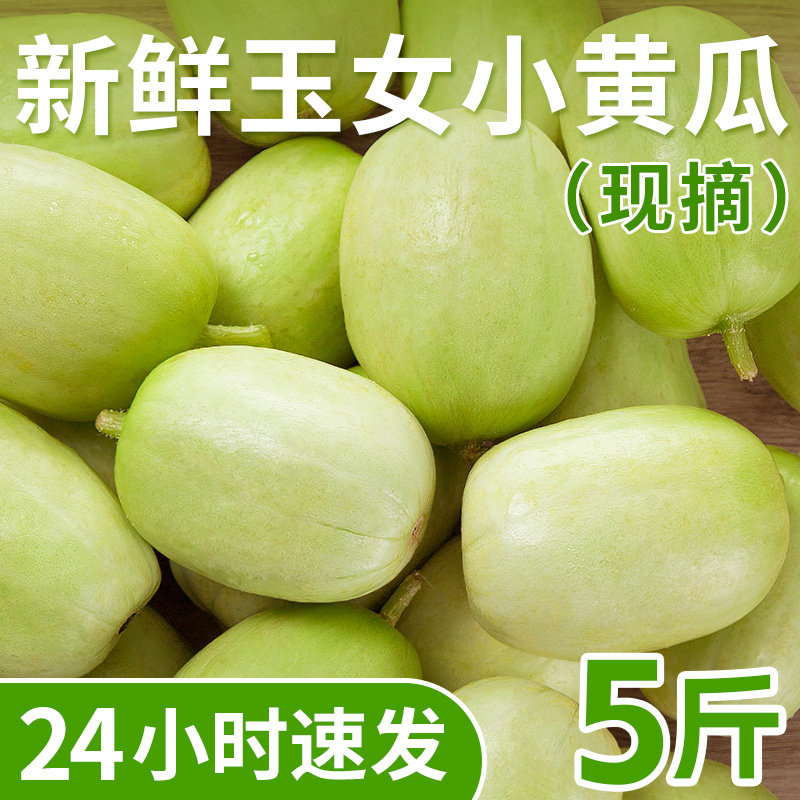 玉女黄瓜新鲜5斤拇指黄瓜水果小黄瓜旱白玉青瓜生吃山东蔬菜包邮