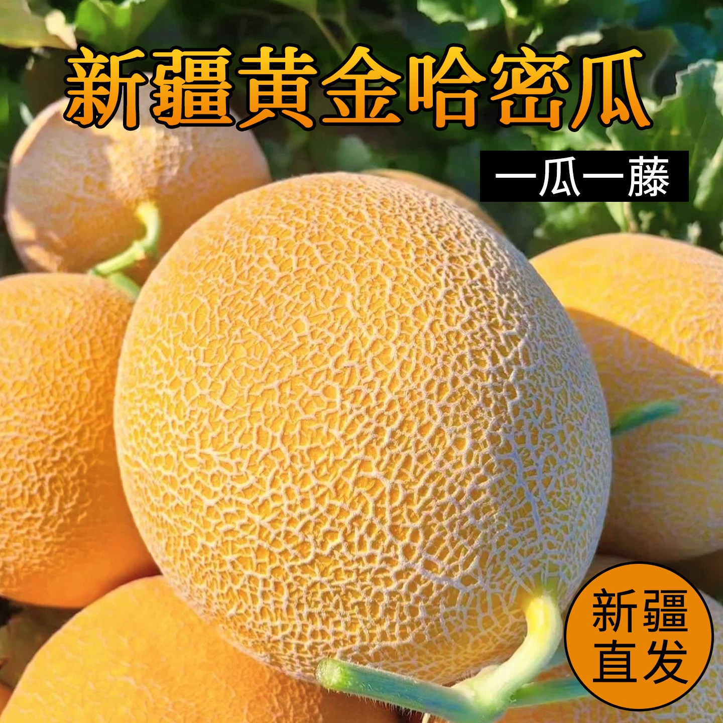 正宗新疆哈密瓜！产地直发！