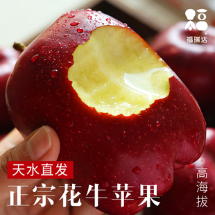 花牛苹果正宗甘肃天水10斤水果新鲜整箱当季糖心红蛇粉面丑平安果