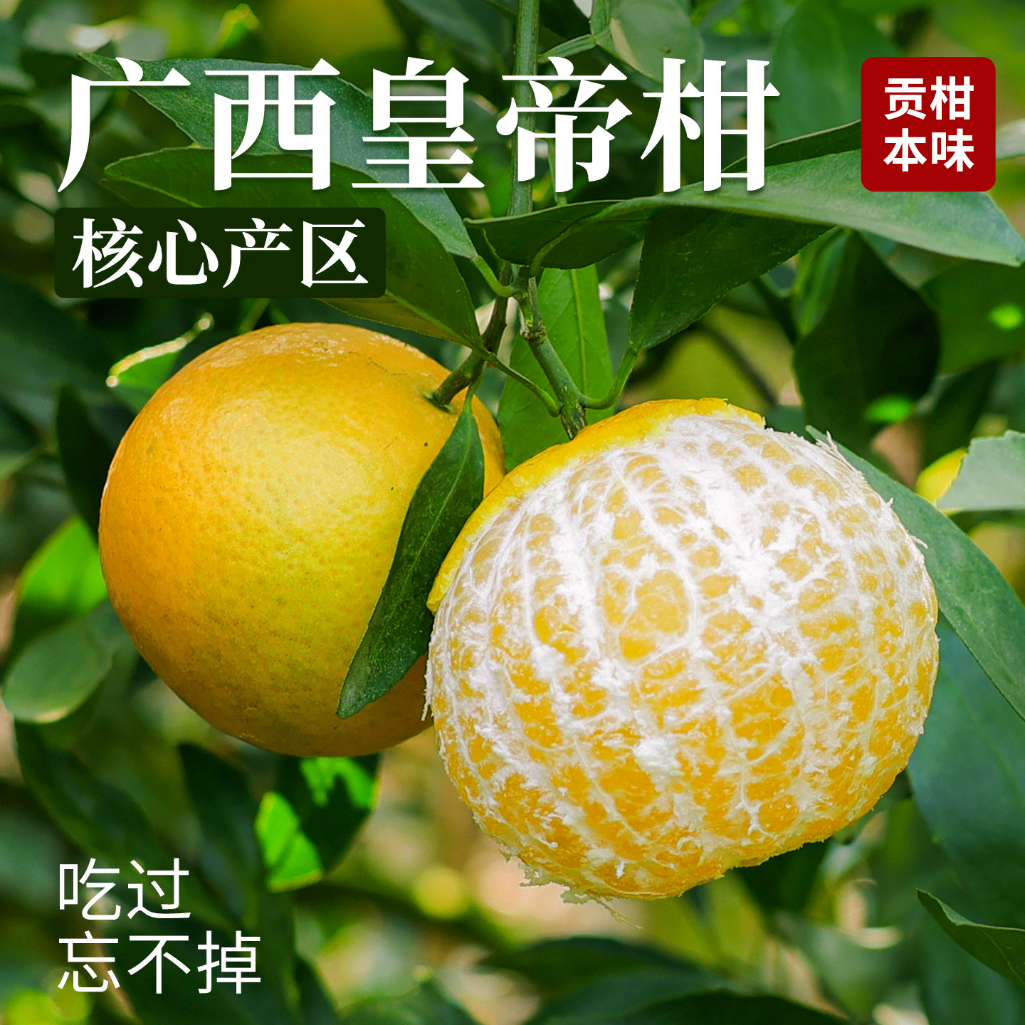 广西皇帝柑大果10新鲜水果当季时令整箱蜜桔柑橘桔子橘子斤沃5柑