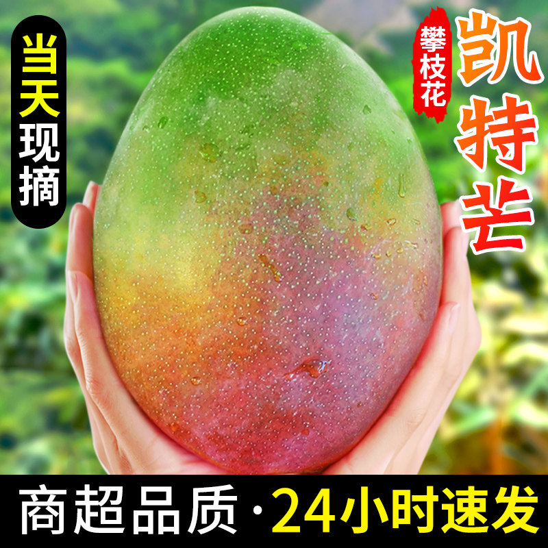 四川攀枝花凯特芒果新鲜水果5斤当季整箱包邮特大10青忙时令芒果