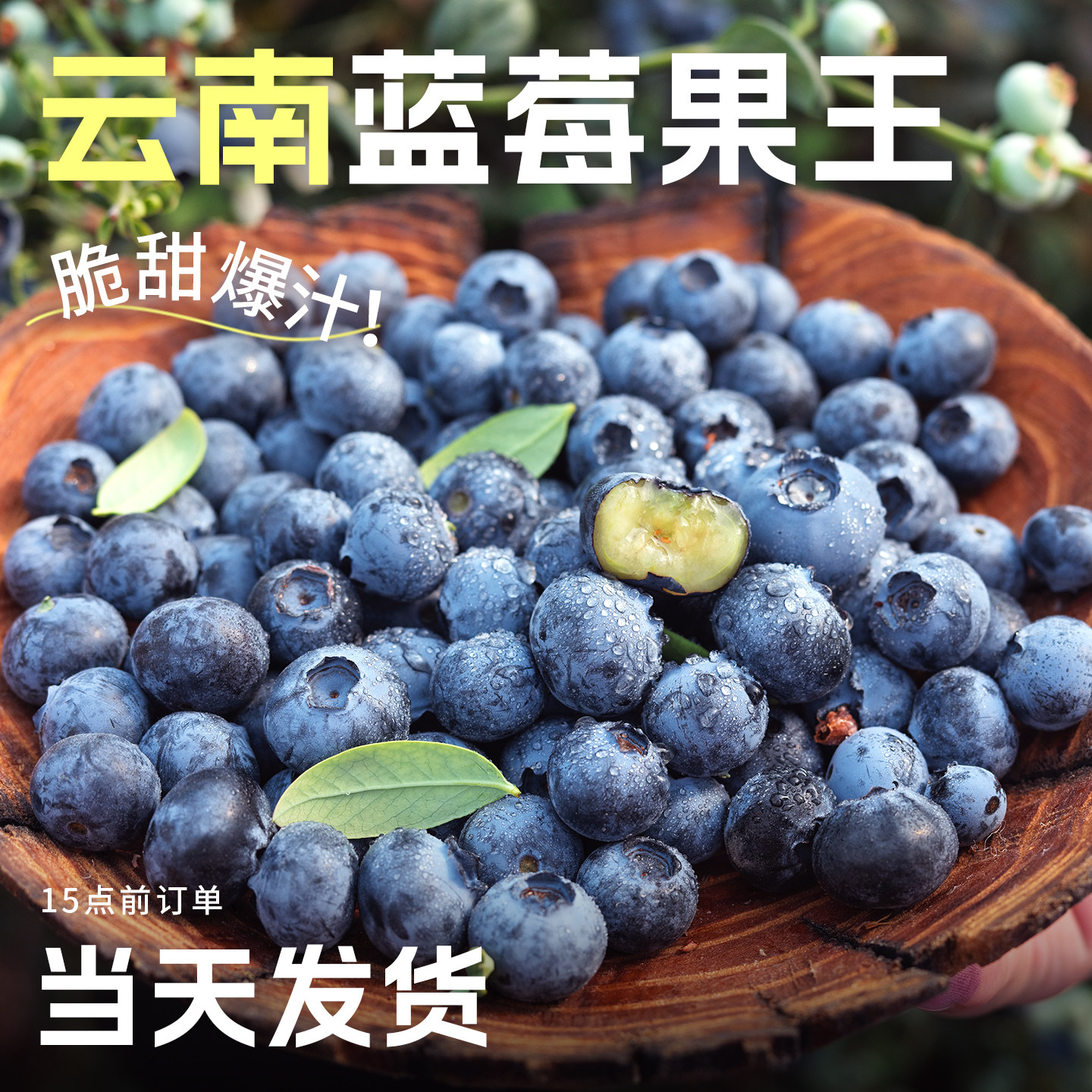 【当天发货】蓝梅果王顺丰包邮