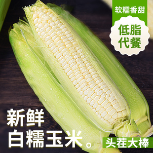 云南白糯牛奶玉米9斤包邮新鲜黏玉米棒子蔬菜粘嫩苞米粒甜脆爆浆