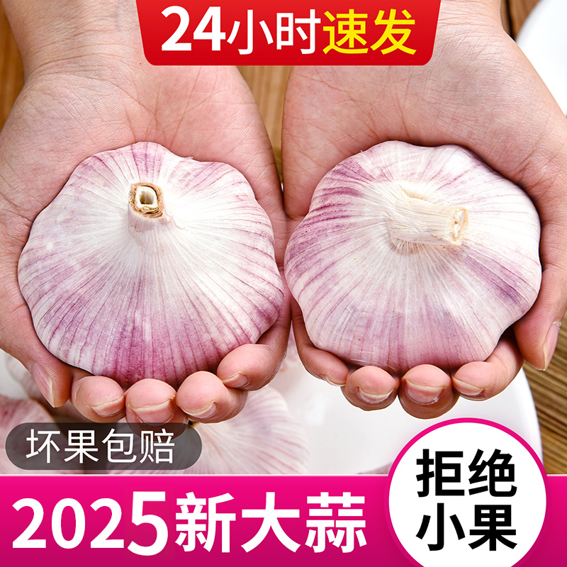 紫皮大蒜2025年山东干大蒜头腌制农家新鲜现挖干蒜生蒜蔬菜批发