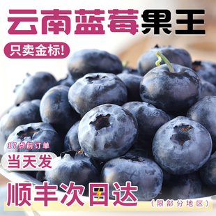 正宗云南花香蓝莓新鲜水果当季蓝梅鲜果现摘高山孕妇大果整箱顺丰